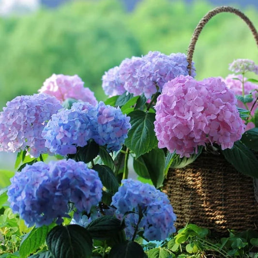 ✨Ultimo día 49% OFF - Flores artificiales de hortensia para exterior💐